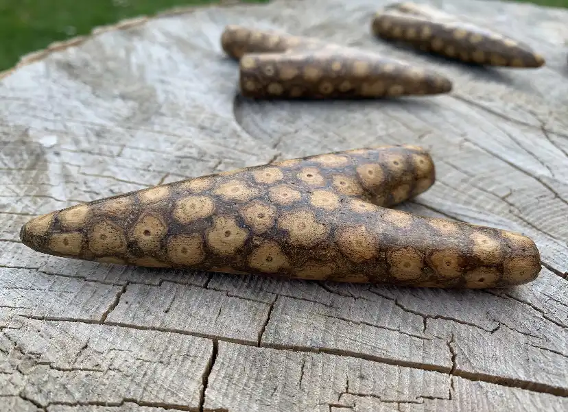 Beautiful Ayahuasca Vine KuripeBeautiful Ayahuasca Vine Kuripe