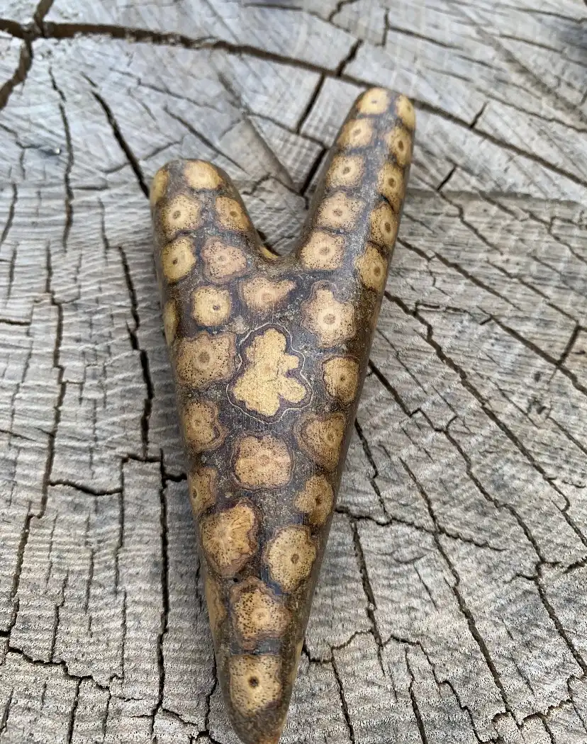 Beautiful Ayahuasca Vine Kuripe - Image 5