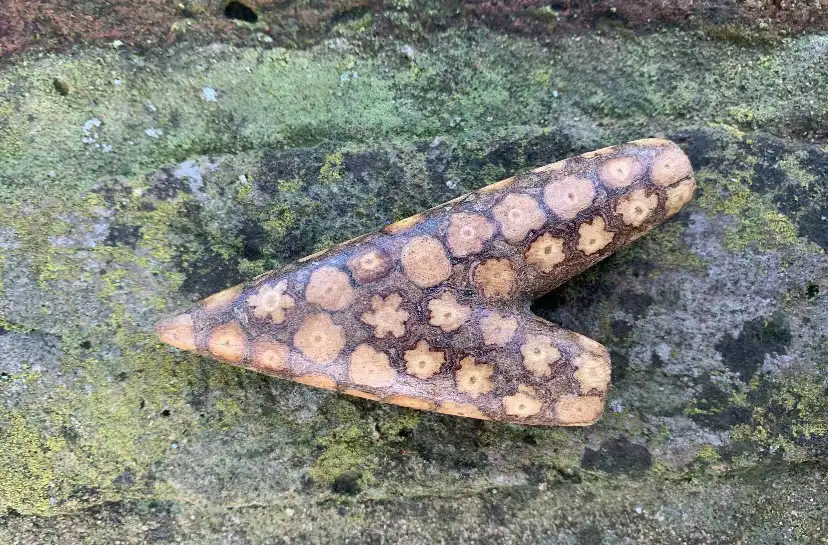 Beautiful Ayahuasca Vine Kuripe - Image 4