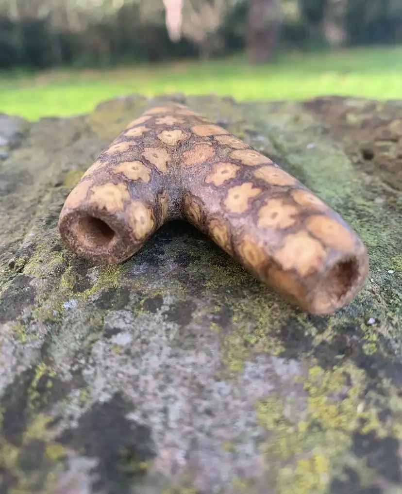 Beautiful Ayahuasca Vine Kuripe - Image 3