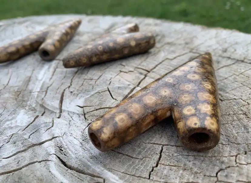 Beautiful Ayahuasca Vine Kuripe - Image 2