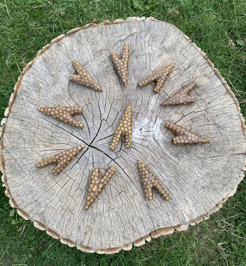 Beautiful Ayahuasca Vine Kuripe5