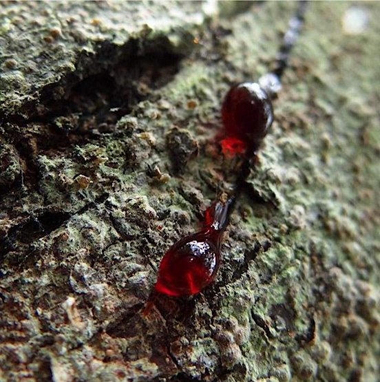 Dragons Blood- 30ml - Image 2